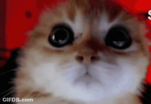 A Close Up Of A Cat 'S Face On A Red Background GIF