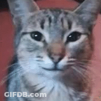 A Close Up Of A Cat 'S Face On A Red Background GIF