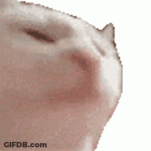 A Close Up Of A Cat 'S Face On A White Background . GIF