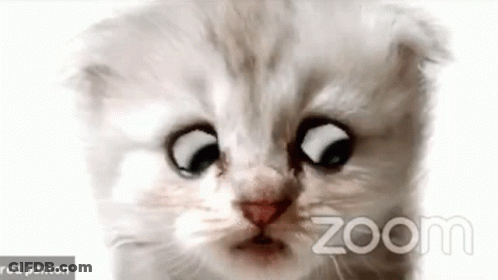 A Close Up Of A Cat 'S Face On A Zoom Call GIF