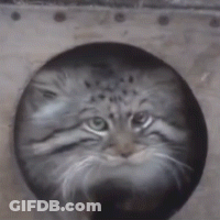 A Close Up Of A Cat 'S Face Painted On A Stone GIF