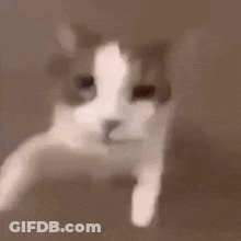 A Close Up Of A Cat 'S Face Peeking Out Of A Window . GIF