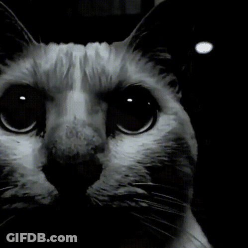 A Close Up Of A Cat 'S Face With A Black Background GIF