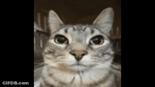 A Close Up Of A Cat 'S Face With A Black Background . GIF