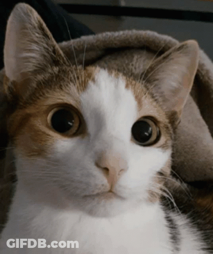 A Close Up Of A Cat 'S Face With A Blanket In The Background GIF
