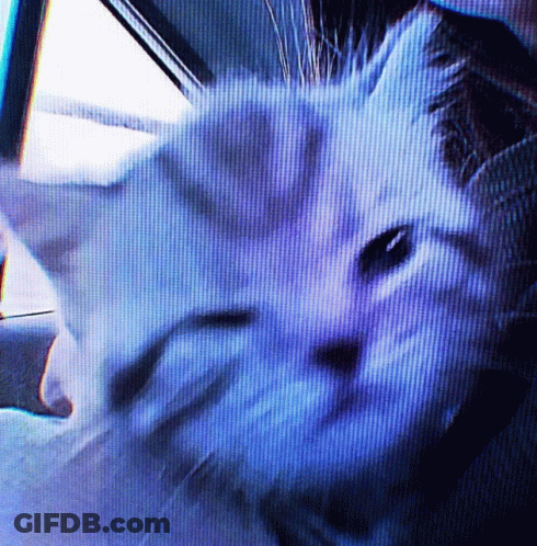 A Close Up Of A Cat 'S Face With A Blue Screen Behind It GIF