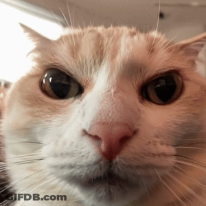Close Up Of Cat's Face GIF