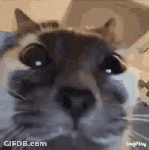 A Close Up Of A Cat 'S Face With A Blurred Background . GIF