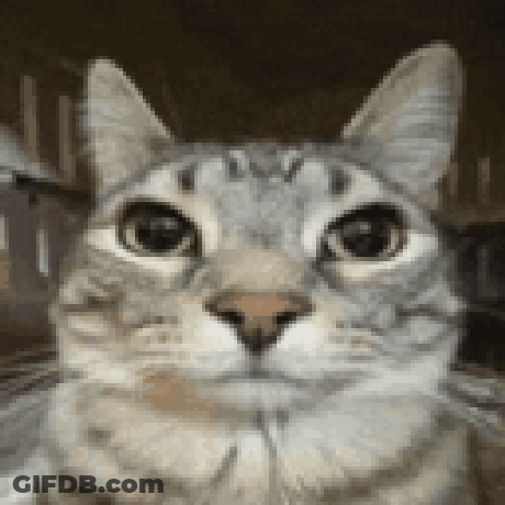 A Close Up Of A Cat 'S Face With A Blurred Background GIF