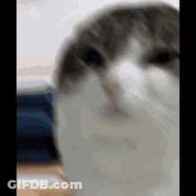 A Close Up Of A Cat 'S Face With A Blurred Background . GIF