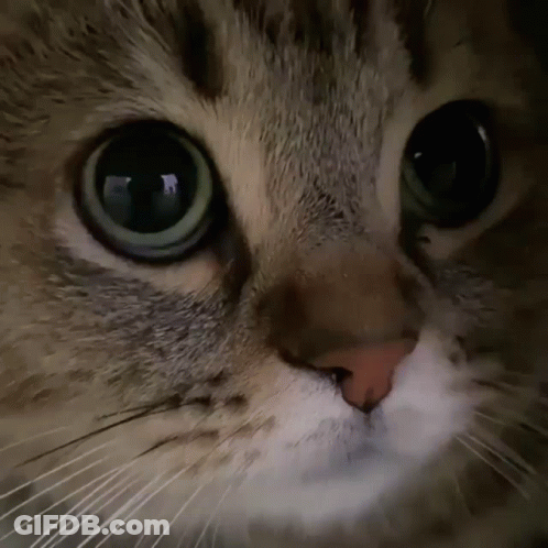 A Close Up Of A Cat 'S Face With A Blurred Background GIF