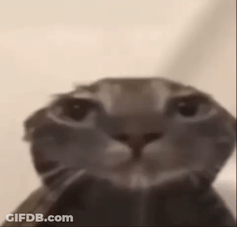 A Close Up Of A Cat 'S Face With A Blurred Background . GIF
