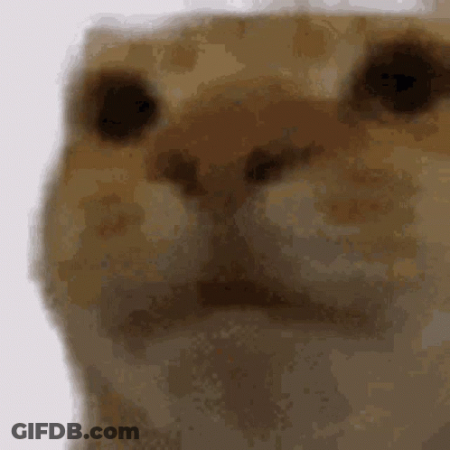 A Close Up Of A Cat 'S Face With A Blurred Background GIF