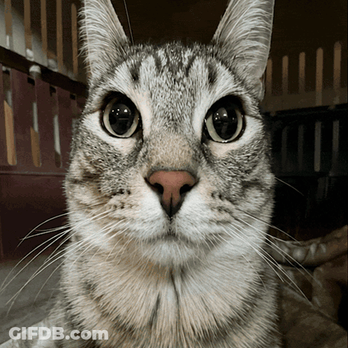 A Close Up Of A Cat 'S Face With A Blurred Background GIF
