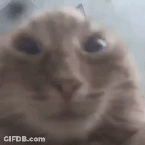 A Close Up Of A Cat 'S Face With A Blurred Background . GIF