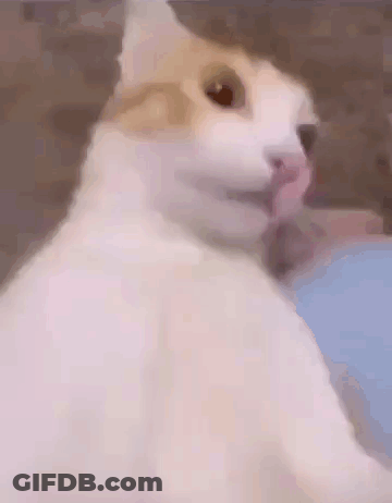 A Close Up Of A Cat 'S Face With A Blurry Background . GIF