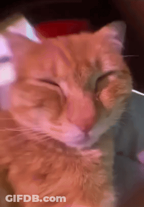 A Close Up Of A Cat 'S Face With A Blurry Background GIF