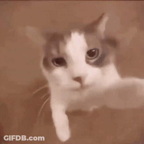 A Close Up Of A Cat 'S Face With A Blurry Background GIF