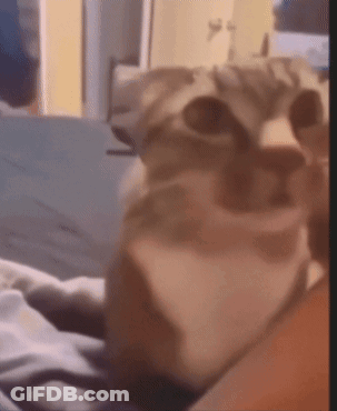 A Close Up Of A Cat 'S Face With A Blurry Background GIF