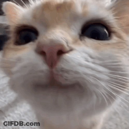 A Close Up Of A Cat 'S Face With A Blurry Background Looking At The Camera . GIF