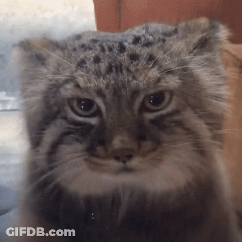 A Close Up Of A Cat 'S Face With A Blurry Background GIF