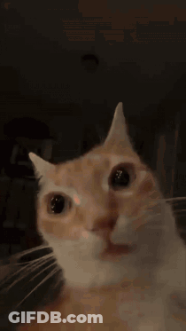 A Close Up Of A Cat 'S Face With A Blurry Background GIF