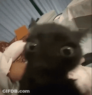 A Close Up Of A Cat 'S Face With A Blurry Background GIF