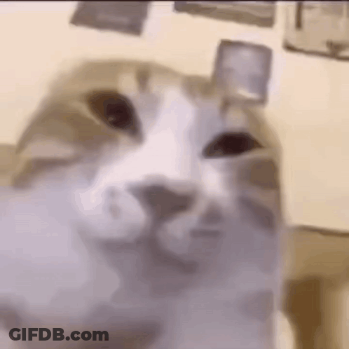 A Close Up Of A Cat 'S Face With A Blurry Background . GIF