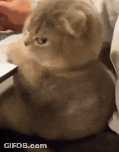A Close Up Of A Cat 'S Face With A Blurry Background GIF