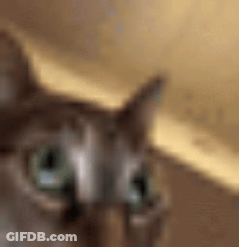 A Close Up Of A Cat 'S Face With A Blurry Background GIF