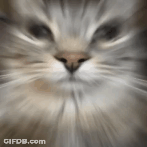A Close Up Of A Cat 'S Face With A Blurry Background . GIF