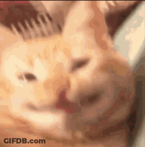 A Close Up Of A Cat 'S Face With A Brush Behind It GIF