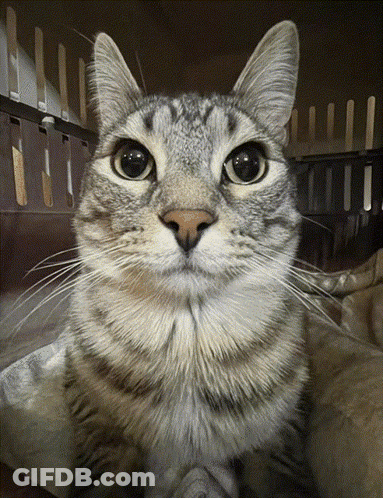 A Close Up Of A Cat 'S Face With A Cage In The Background GIF