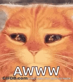 A Close Up Of A Cat 'S Face With A Caption That Says Aww . GIF
