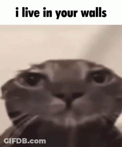 A Close Up Of A Cat 'S Face With A Caption That Says `` I Live In Your Walls '' . GIF
