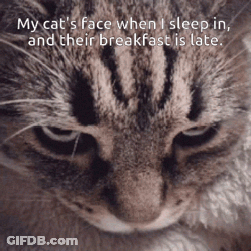 A Close Up Of A Cat 'S Face With A Caption That Says My Cat 'S Face When I Sleep In GIF
