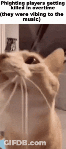 A Close Up Of A Cat 'S Face With A Caption That Says Phighting Players Getting Killed In Overtime GIF