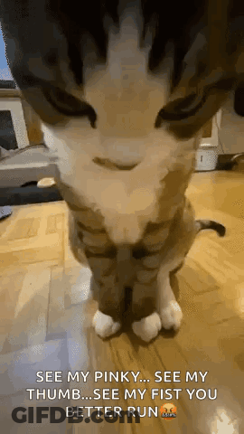 A Close Up Of A Cat 'S Face With A Caption That Says See My Pinky See My Thumb GIF