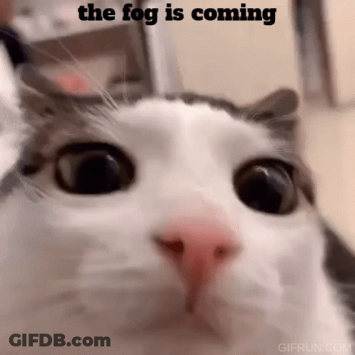 A Close Up Of A Cat 'S Face With A Caption That Says The Fog Is Coming GIF