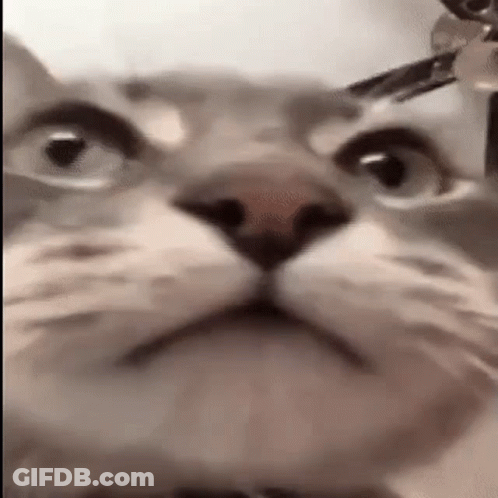 A Close Up Of A Cat 'S Face With A Collar On Looking At The Camera . GIF
