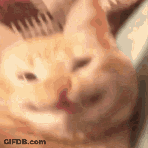 A Close Up Of A Cat 'S Face With A Comb In The Background GIF