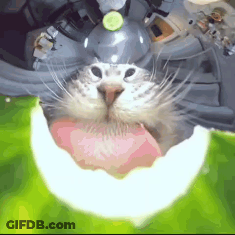 A Close Up Of A Cat 'S Face With A Cucumber In Its Mouth GIF