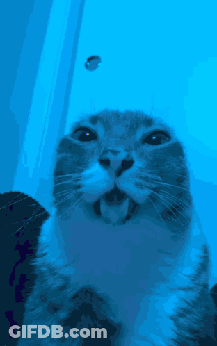 A Close Up Of A Cat 'S Face With A Fish In The Background GIF