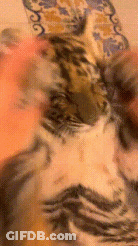 A Close Up Of A Cat 'S Face With A Floral Pattern GIF