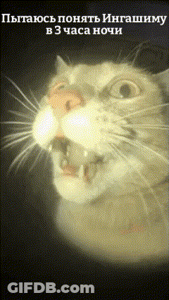 A Close Up Of A Cat 'S Face With A Foreign Language Caption GIF