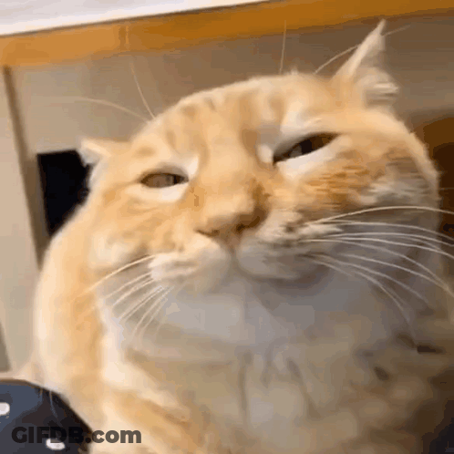 A Close Up Of A Cat 'S Face With A Funny Face . GIF
