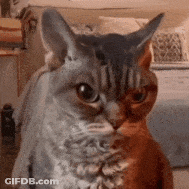 A Close Up Of A Cat 'S Face With A Gray And Orange Cat In The Background GIF