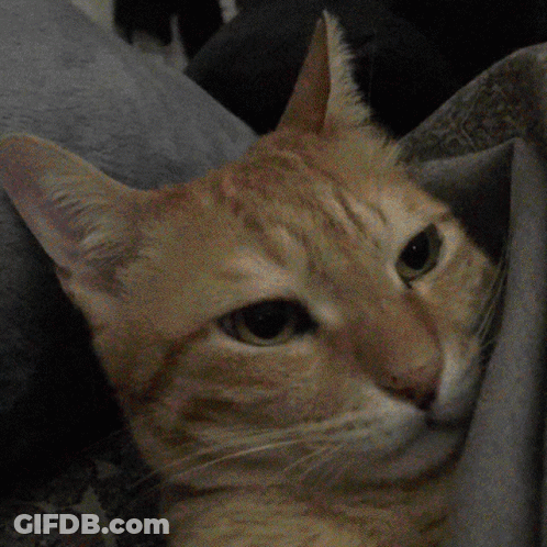 A Close Up Of A Cat 'S Face With A Gray Background GIF