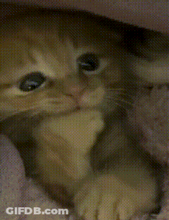 A Close Up Of A Cat 'S Face With A Grid Pattern GIF