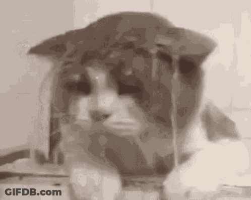 A Close Up Of A Cat 'S Face With A Hat On . GIF